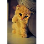 Kat's :)
