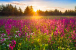 Lily’s lilac meadow