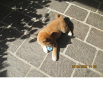 Il cane:)