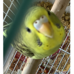 Parakeet/bird!