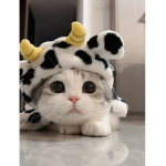 덤플링_Dumpling
