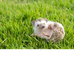 Hedgehogs Of The World