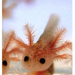axolotl army! aka A.A
