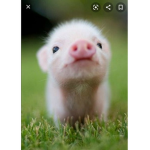 Piggys are adorable