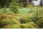Cats of Moss clan
