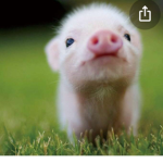 Pigs are the most pro things 69