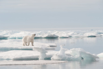 dNorthPole