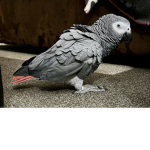 Birdie Brigade!