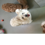 every dog in the world is cute