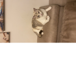 Gatto miao