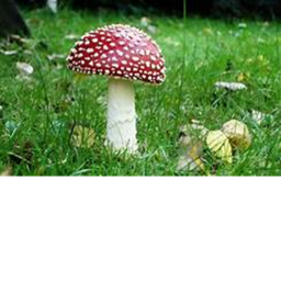 MUSHROOM CULT