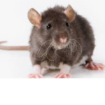 Roblox Sewer Rats