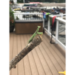 the praying mantis club