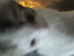 Poopy head on my bed