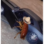 cockroach group!
