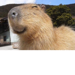 Capybara’s gang