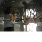 TEH # cheetah squad