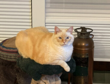 test