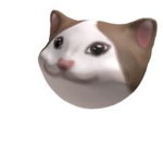 popcaty tak