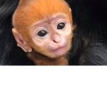 (MDS) Monkey Dev Studio
