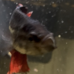 Something like fish.. Group Thumbnail