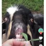 Goat goat group