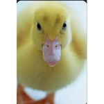 Finnish duck army