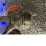 BUNTY IS cute:)