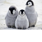 The Penguin Trio