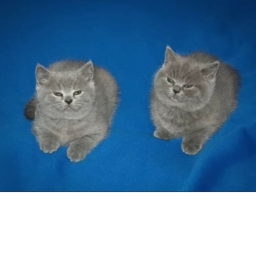 MoneyCats hangout