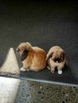 Nooshbears BESTIE GROUP