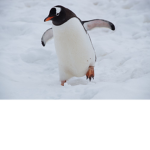 The Ρenguin Mafia