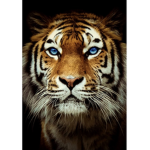 TigerLillie