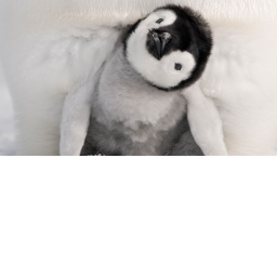Penguin Group hang out