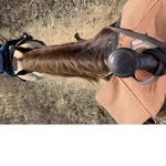 Horsefam236888