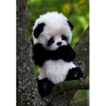 Panda's rule and rats too :)