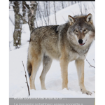 We’reWolf