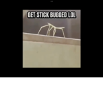 Stick_bug_fans