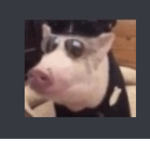 Pup/Fan Group