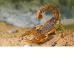 the kingdom of Scorpius
