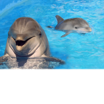The dolphin and shark group!