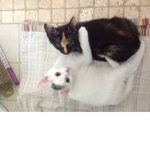 Crazy over animals