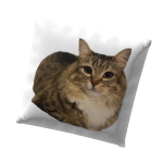 Use code: LunaCats