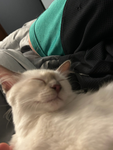 KITTIE* LOVERS