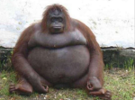 The Chunkiest Monkeys Ever