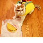Taco bellll