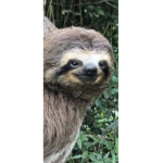 Fan of the mighty sloth’s