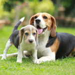 DOG GROUP KO