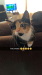 Cat Community is the best
