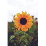 sunflowers only